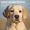 Labrador Puppy - Yellow Calendar